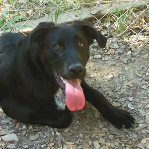 HELIOS, croisé labrador, né en 2013