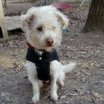 SID, adopté