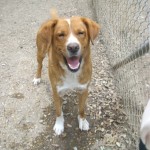 HANAFF, adopté