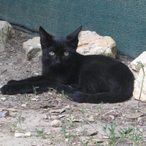 Onyx, adopté