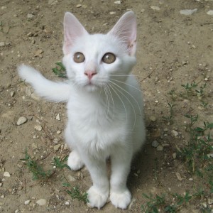 OURAGAN, adopté