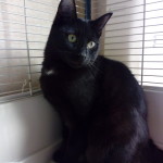 PENNY, adoptée