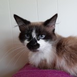 SOYA, adoptée