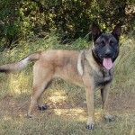 ROKY, adopté