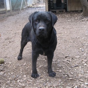 labrador errant