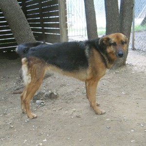 ECHO - femelle x berger allemand 9 ans (5 ans de refuge) Spa de l'Enclave des Papes à Grillon (84) Echo-2-1-300x300