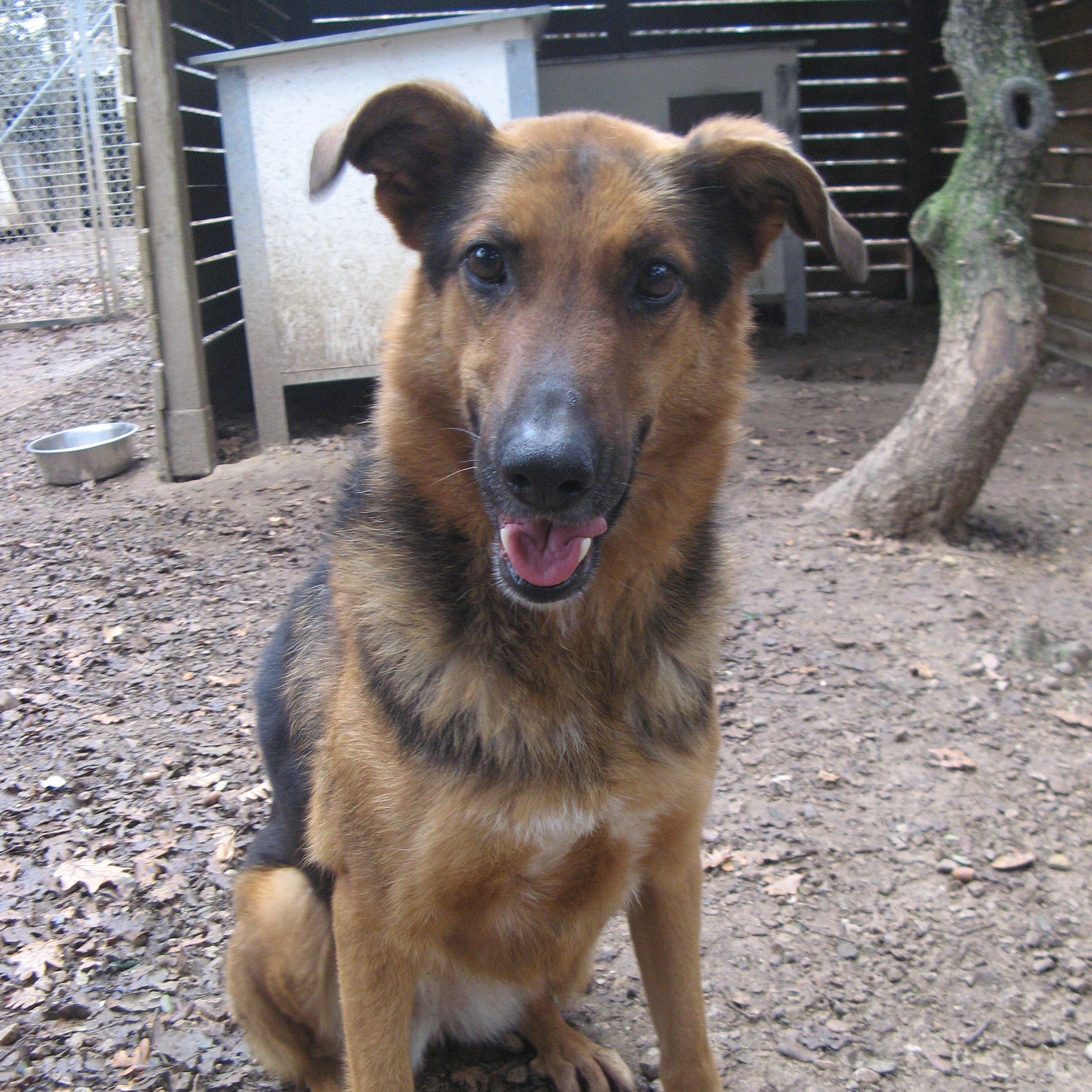 ECHO - femelle x berger allemand 9 ans (5 ans de refuge) Spa de l'Enclave des Papes à Grillon (84) Echo-2