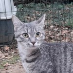 TAMARIS, adoptée