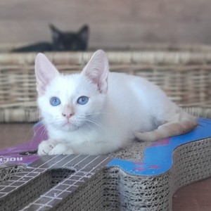 Calisson, petit mâle, aussi doux que ses beaux yeux bleus... 