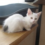 Chaton F 2