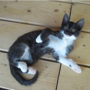 Chaton femelle