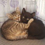 Roosevelt et Black, adoptés