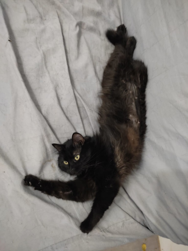 Shalimar, chat élastique !