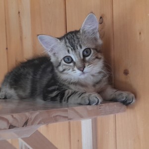 MANDOLINE, adoptée