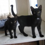 Ninja et Nevada, adoptés