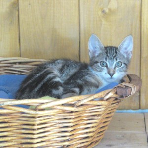 La jolie Orlane fait une sieste confortable.