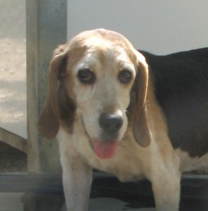 ROMEO - beagle 7 ans - Spa de l'Enclae des Papes à Grillon (84) Roméo-1-e1504713765611-296x300