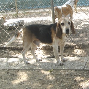 ROMEO - beagle 7 ans - Spa de l'Enclae des Papes à Grillon (84) Roméo-300x300