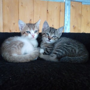 ROUCKY à gauche et ROSIE, gros câlin...