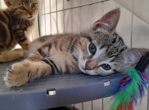 SCAPIN, mâle, né en 04/2021