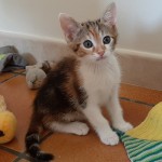 TULIPE, adoptée