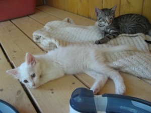 chatons (5)
