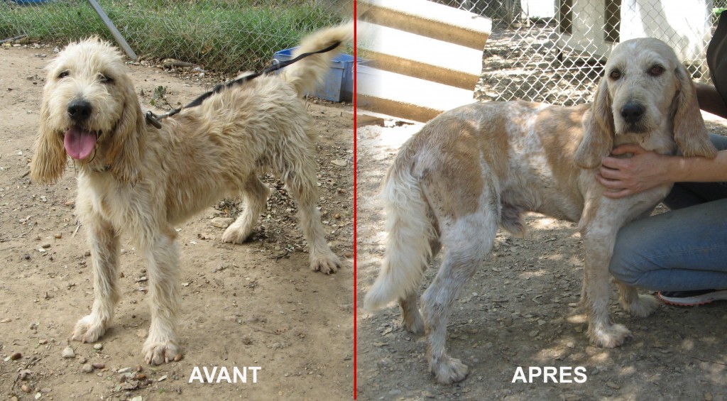 GASPARD  -  Griffon vendéen 7 ans (5 ans de refuge)  -  SPA  DE  GRILLON  (84) Gaspard-avant-après-1024x565