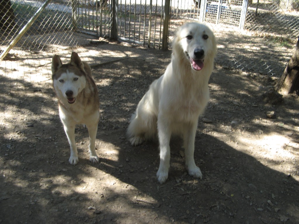 Avec Falone, adoptée