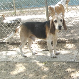 ROMEO - beagle 7 ans - Spa de l'Enclae des Papes à Grillon (84) Roméo-2-300x300