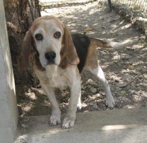 ROMEO - beagle 7 ans - Spa de l'Enclae des Papes à Grillon (84) Roméo-300x291