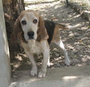 ROMEO enfin à l'abri et qui s'adapte finalement bien avec chiens et chats. Qui l'aurait cru? 