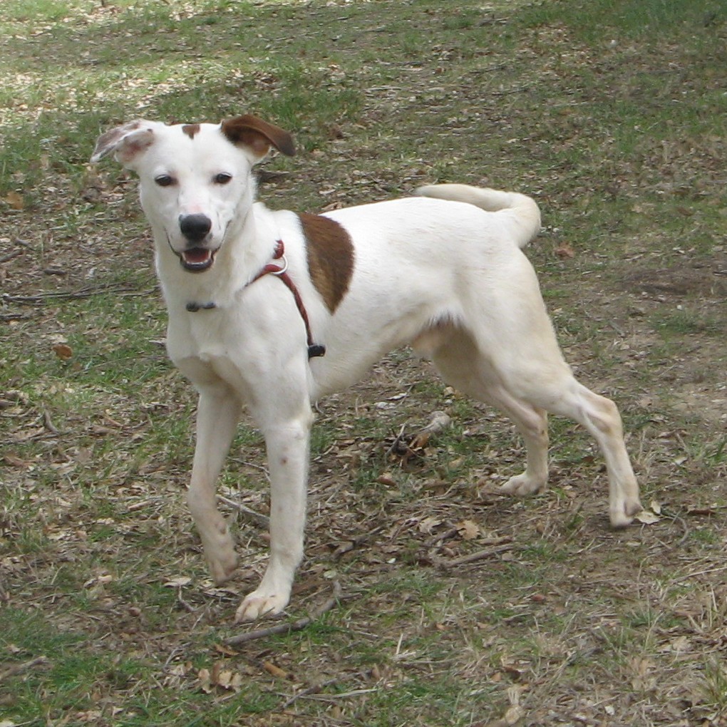 NEVILLE, X jack russel, né en 2017