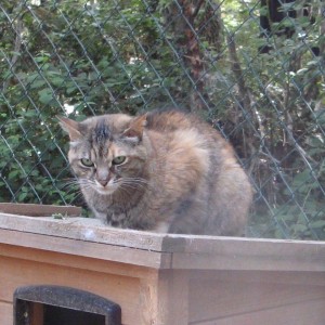 Fourrière chat