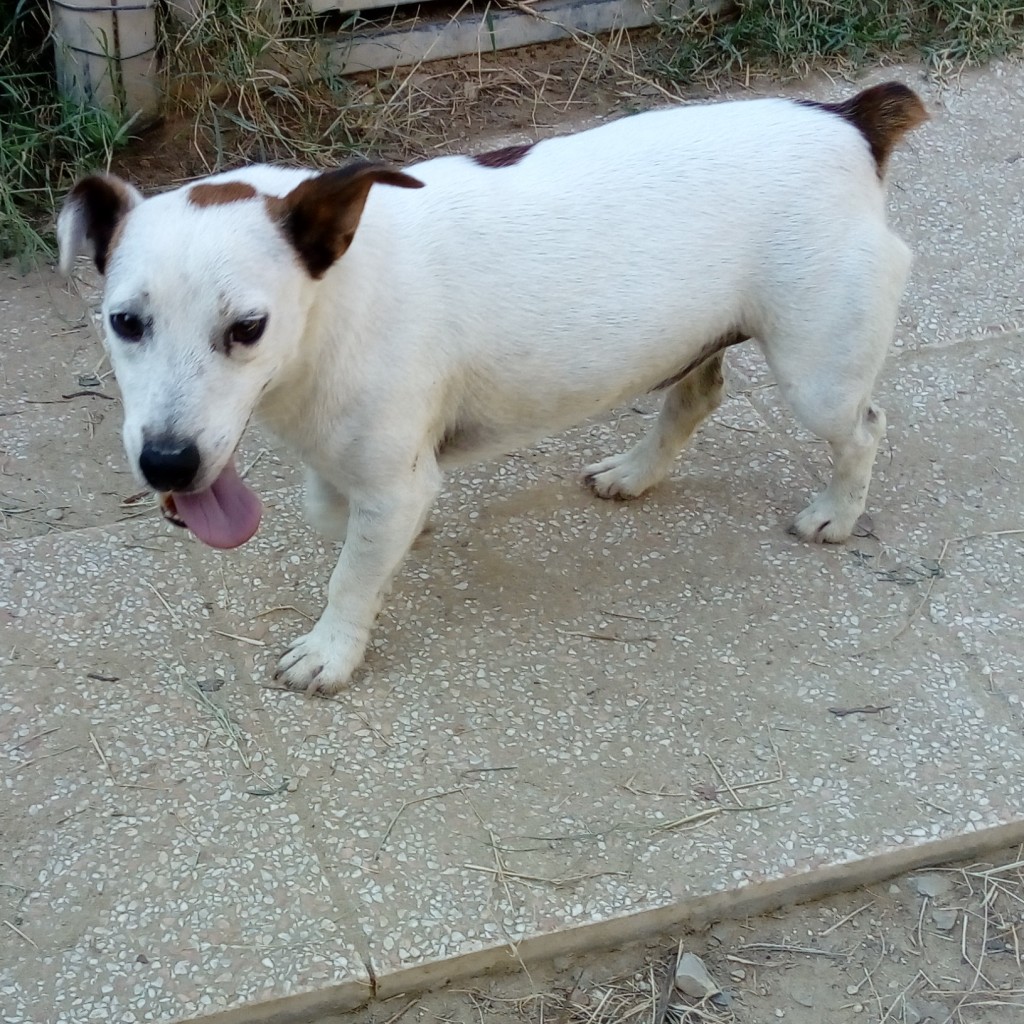 PAQUITO, Jack russel, né en 10/2014, une petite boule d'énergie et de gaieté!