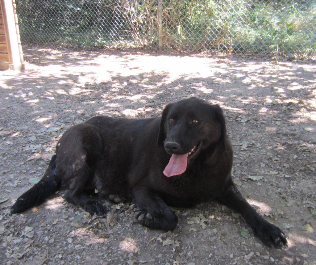 EVENE - labrador 11 ans - Spa de l'Enclave des Papes à Grillon (84) Evène-3-e1537687027471-1024x858