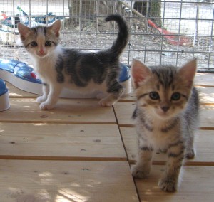 Obélia et Oreillette