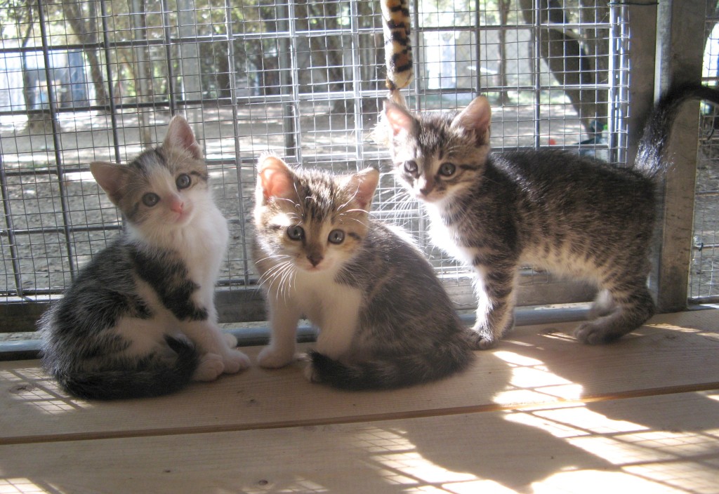 Obélia, Orly et Olga, toutes réservées.  