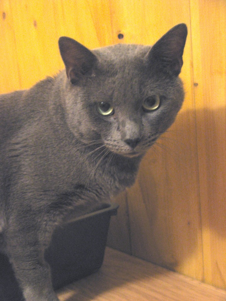 chartreux'