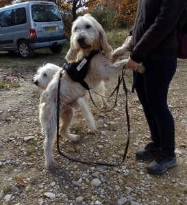 Très câlin, notre Gaspard au moment de partir ! 