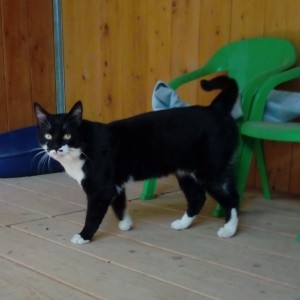 Cachou, si câlin qu'il a fait fondre ses premiers visiteurs.