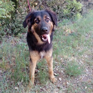 Pit sest assagi depuis quil nest plus stressé par le refuge et profite à fond de son nouveau maitre ! 