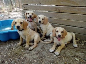 Nos loulous labrador n'ont fait ni une ni deux et hop ! adoptés ! 