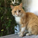 HOMERE, adopté