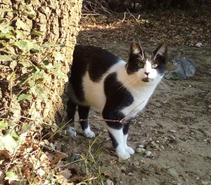 Oréo, le timide, rejoint Moka, adopté chez nous l'an dernier. 