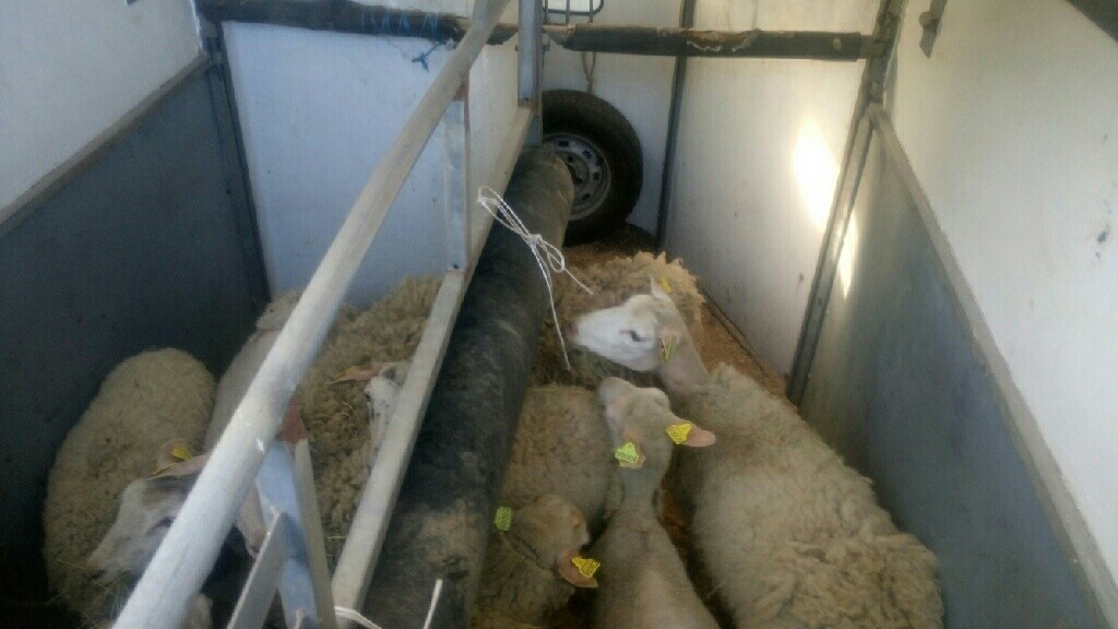 moutons départ