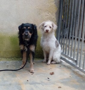 CASPER, le blanc et BOBBY le noir et feu. Ces deux petits mâles sont très craintifs mais adorables et câlins une fois apaisés.