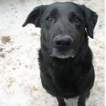 GEPETTO, adopté