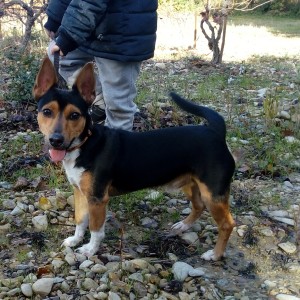 Milo, tout gentil, qui aura besoin de quelques rappels d'éducation et de propreté mais qui est un amour de petit chien.