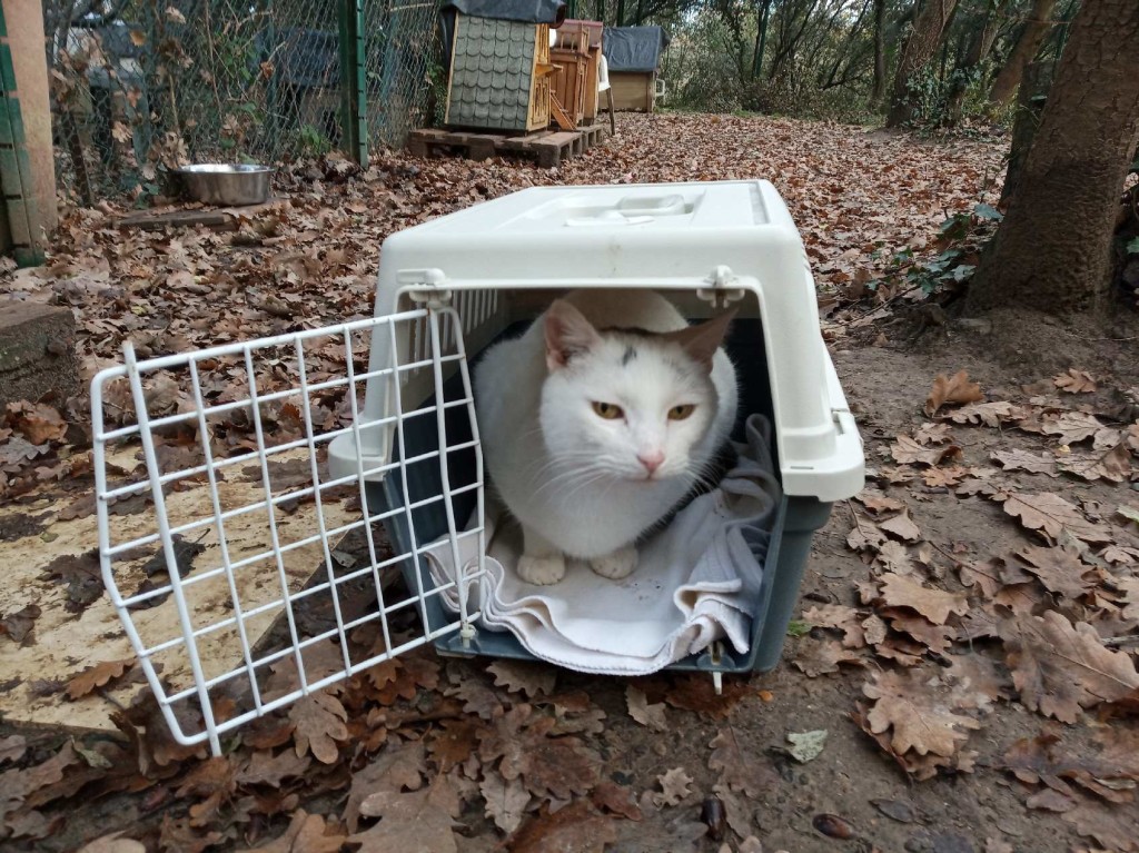 Cacahuète, en partance vers sa nouvelle vie ! 