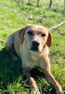 Khaleesi, sitôt arrivée, sitôt partie. Notre belle blonde a su y faire !